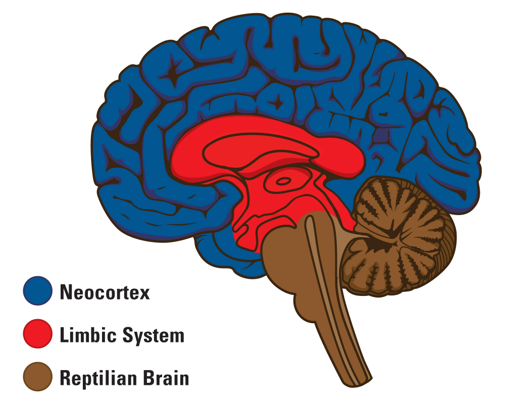 Неокортекс и лимбическая система. Неокортекс головного мозга. Triune Brain. Рептильный мозг лимбический мозг и неокортекс. Рептильный мозг неокортекс